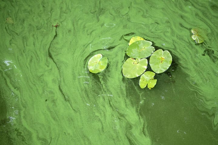 Algen auf einem See. (Symbolbild)
