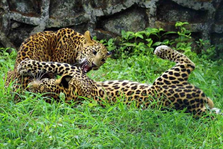 Auf der Welt gibt es nur noch rund 500 China-Leoparden.