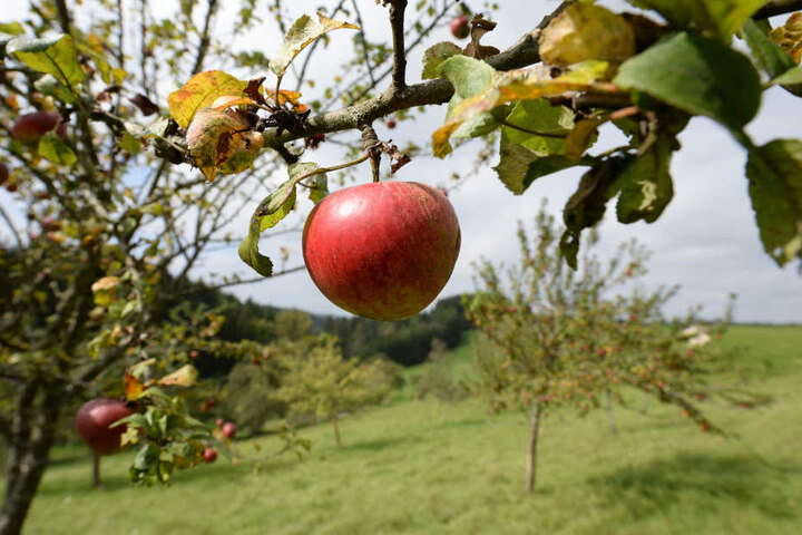 Streuobstwiesen kann man in Thalwenden im Winter genießen.