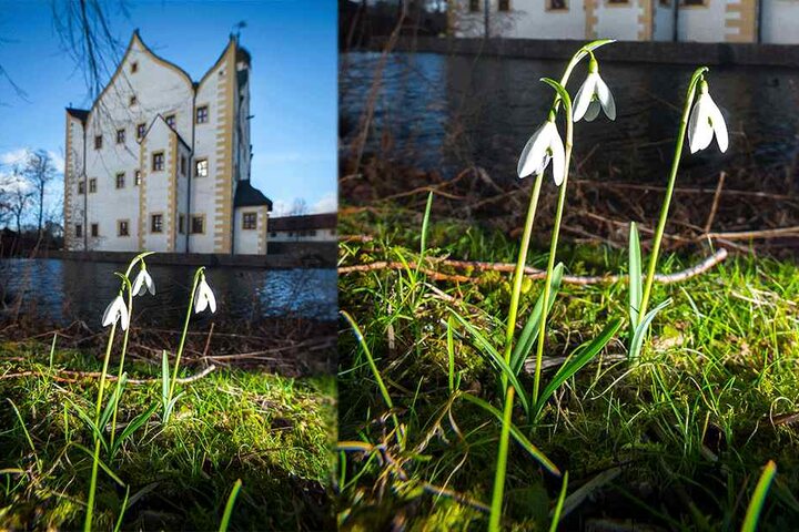 Am Wasserschloss Klaffenbach blühen die Schneeglöckchen.