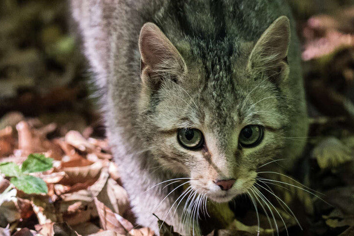 Die Tiere gelten als äußerst scheu.