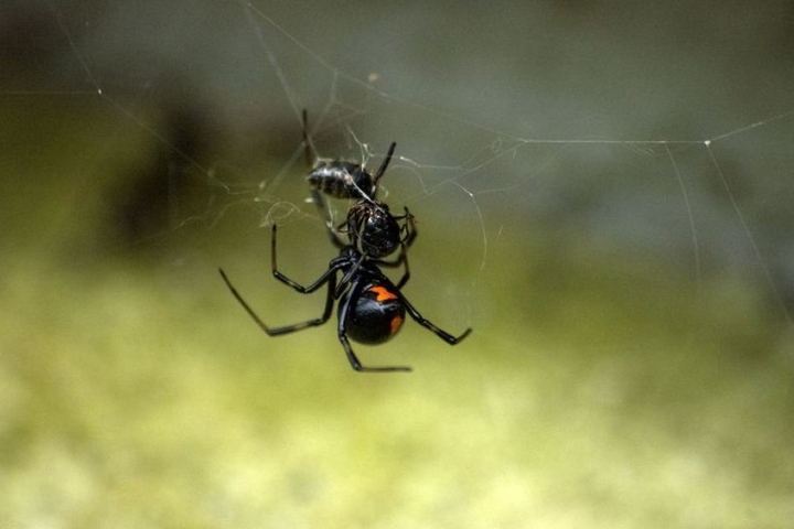 "Falsche Schwarze Witwen" wurden auch in Deutschland entdeckt.