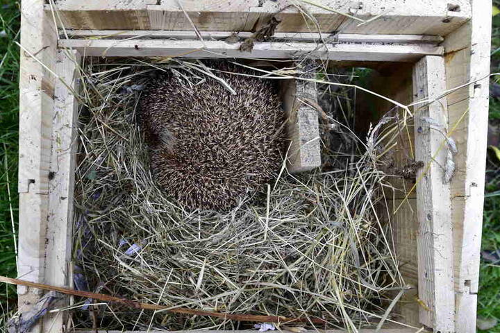 Näschen rein, 8000 Stacheln raus - so verschlafen Igel im Häuschen den Tag.