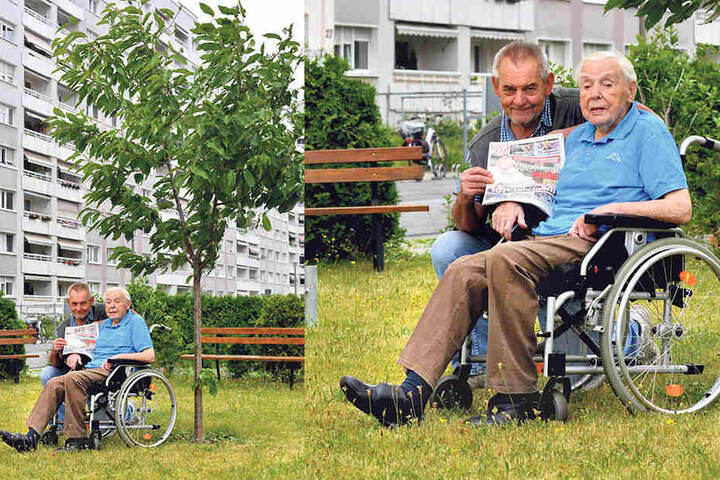 Wieder glücklich: Richard Vogel mit Sohn Ralf (66) vorm Kirschbaum in der
Johannstadt, den der Greis selbst pflanzte.