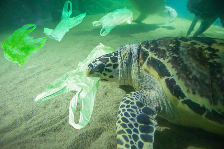 Das sich immer häufiger in den Weltmeeren ansammelnde Plastik stellt für viele Tiere eine große Gefahr dar.