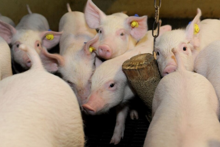 Die Schweinehalter möchten, dass die Kennzeichnung von Haltungsbedingungen verpflichtend ist. (Symbolbild)