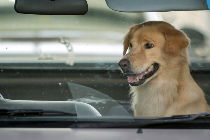 Hunde sollten auch bei milden Temperaturen nicht im Auto gelassen werden. (Symbolbild)