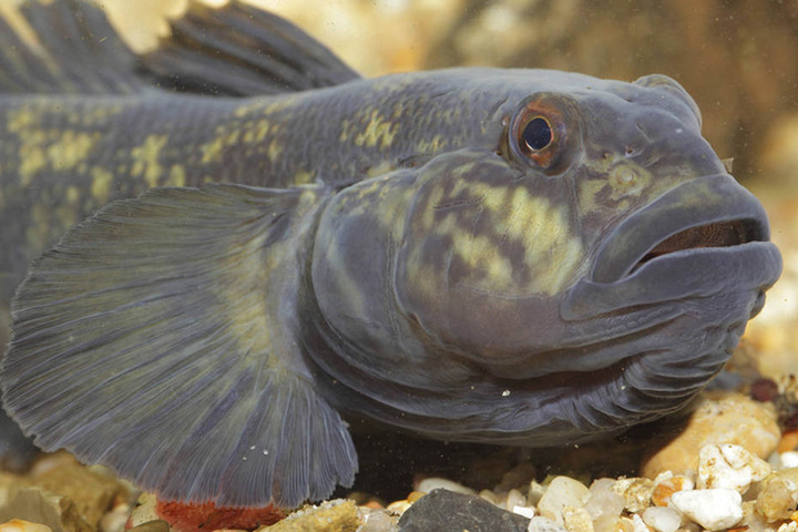 „Neogobius melanostomus“: Schwarzmund-Grundeln sind Meister der Anpassung.