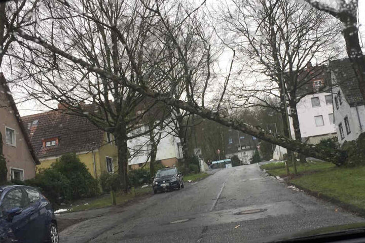 Am Wellensiek hat der Sturm einen großen Baum entwurzelt.