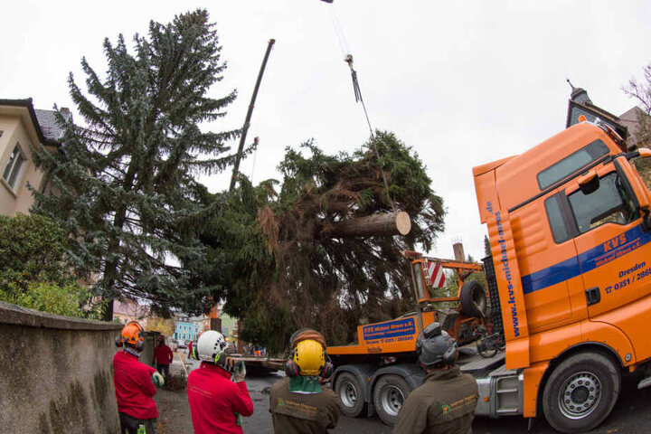 Mit einem Tieflader wird die 23,5 Meter lange Rotfichte zum Altmarkt gekarrt.