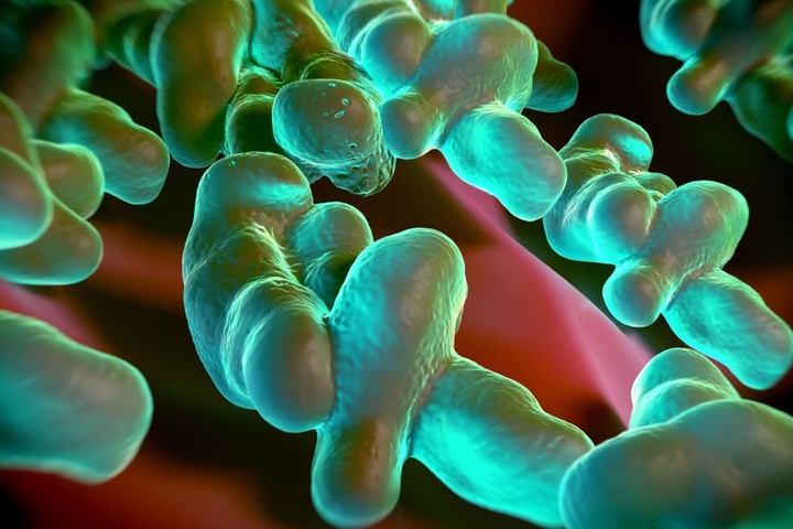Campylobacter sind den Angaben zufolge in Deutschland die häufigsten bakteriellen Erreger von Durchfall-Erkrankungen
