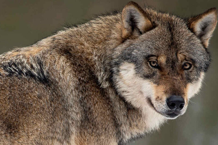 Die Existenz des Wolfes in Sachsen wurde bereits 2017 und 2018 mehrfach nachgewiesen.