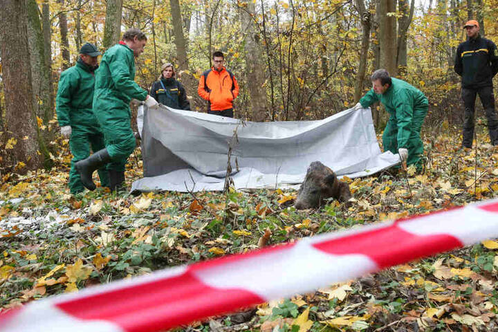 Für Menschen ist die Virus-Erkrankung nicht gefährlich, sogar der Verzehr von infiziertem Fleisch ist unbedenklich.