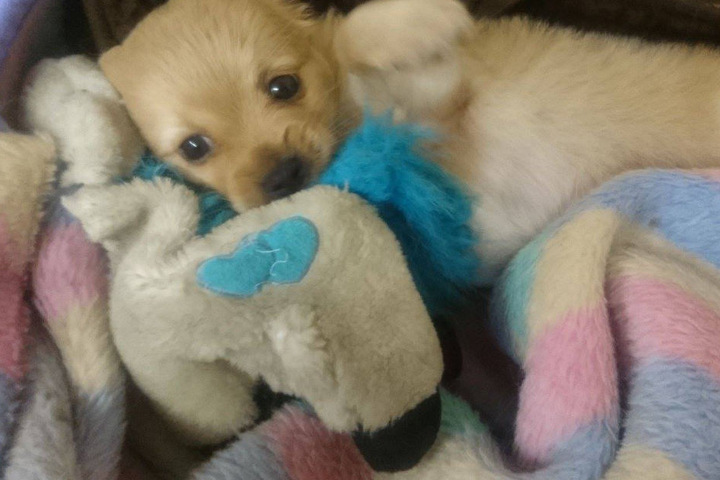In München hat ein 15 Jahre altes Mädchen einen Hundewelpen in einem Müllsack gefunden.