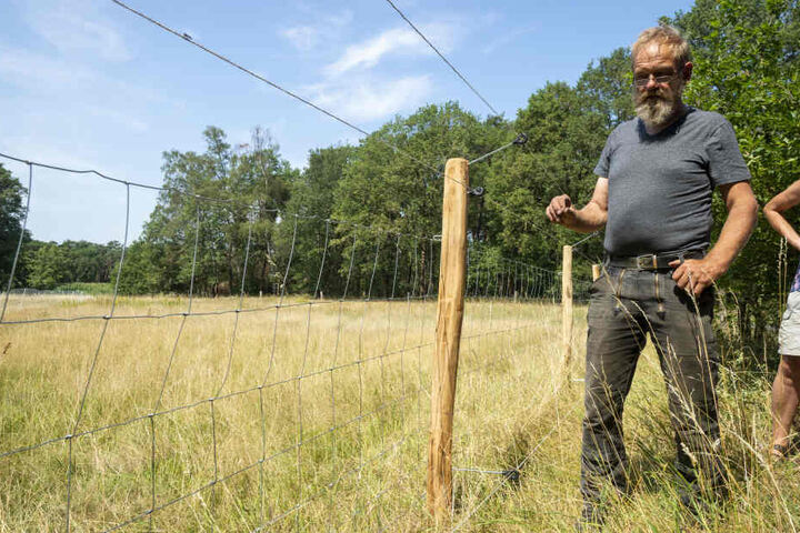 Elektrozäune, wie hier in Nordrhein-Westfalen, sollen Herden vor Wolfsattacken schützen.
