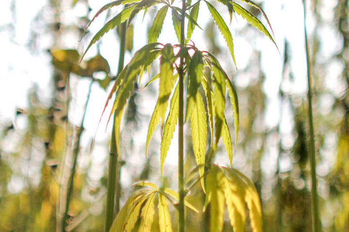 So sieht eine legale Hanfplantage aus.