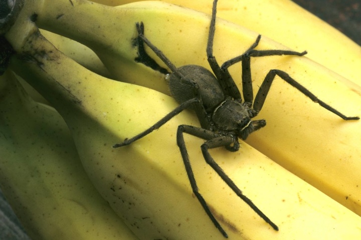 Mann Findet Hochgiftige Spinne Im Bananenkarton Im Lidl - TAG24