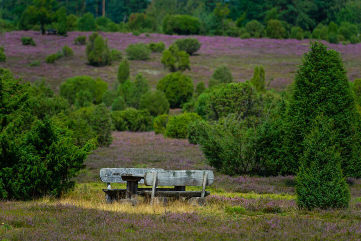 Die Lüneburger Heide ist ein beliebtes Ausflugsziel im Norden.
