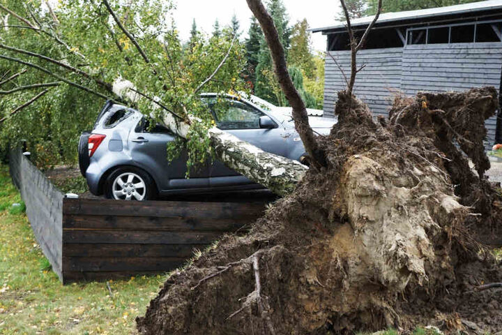 In Krauschwitz stürzte eine Birke auf ein parkendes Auto. Der kleine Geländewagen erlitt sofort enormen Schaden.