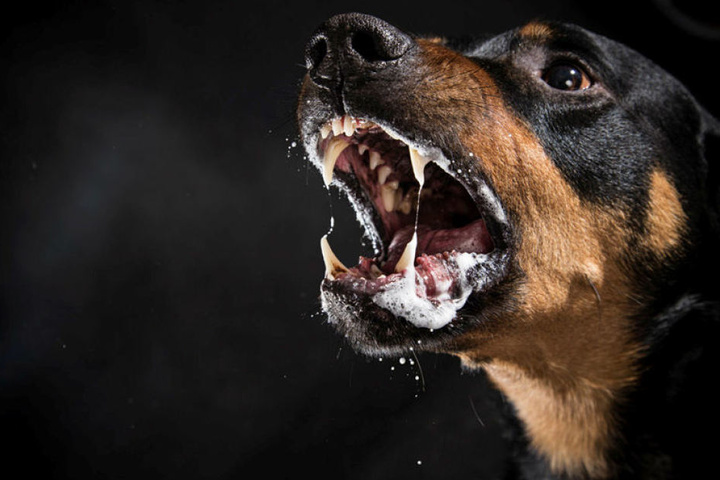 Ein Rottweiler (Symbolbild) tötete sein Herrchen in Roßwein.