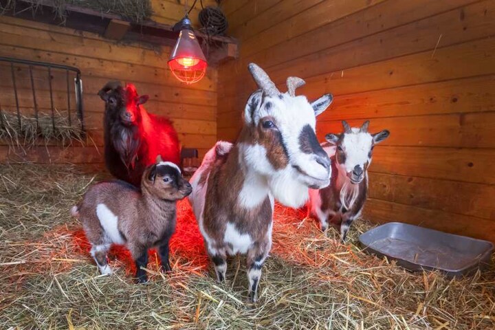 Die Zwergziegen wärmen sich unter der Infrarotlampe.