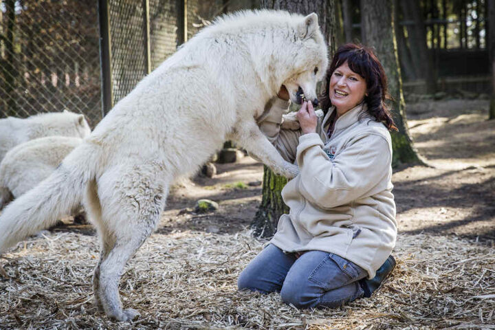 Sie ist die neue "Mutti" vom kleinen Wolf: Rudelführerin Tanja Askani im Wildpark Lüneburger Heide