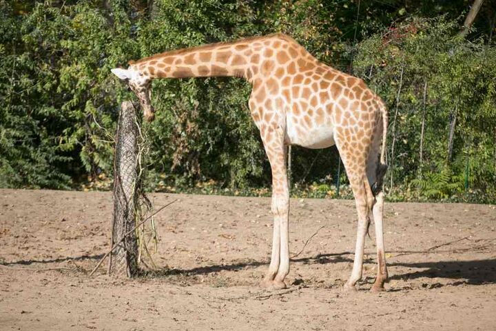 So dürfte es noch lange bleiben, denken sich die Giraffen vermutlich.