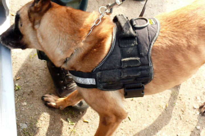 Ein Rauschgifthund der Polizei hatte in Passau in Bayern den richtigen Riecher. (Symbolbild)