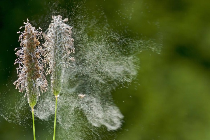 Derzeit fliegen in Sachsendie Gräser- und Baumpollen durch dieLuft.