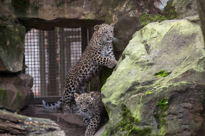 Die jungen Leoparden spielen zeitweise bereits im Freigelände im Kölner Zoo.