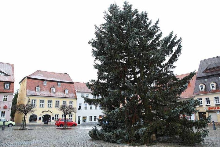 Der schiefe Baum von Pulsnitz: Fichte mit natürlich gewachsener Schlagseite.
