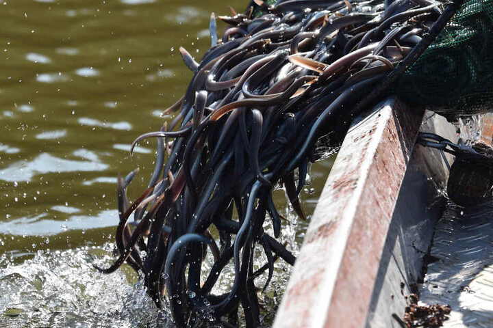 Jungaale werden von einem Boot aus ins Wasser gelassen.