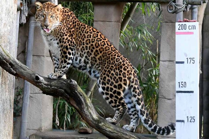 Der chinesische Leopard Julius streckt die Zunge heraus - eigentlich sollte seine Größe gemessen werden.