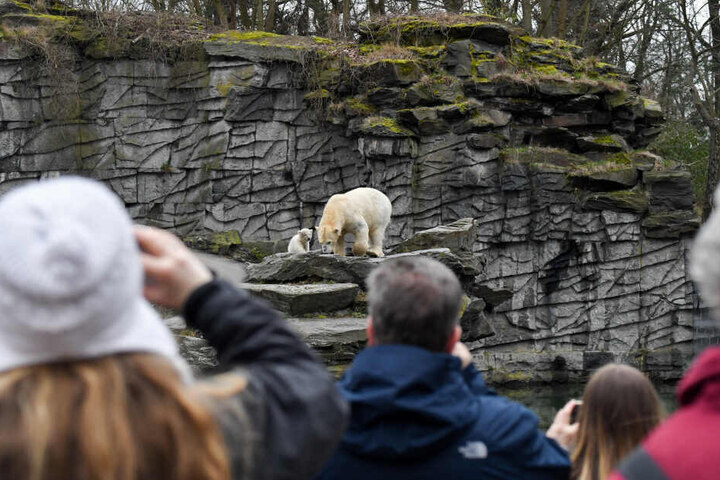 Im Blickpunkt: Eisbären-Mama Tonja und ihr kleines Baby sind derzeit das beliebteste Foto-Motiv im Tierpark.