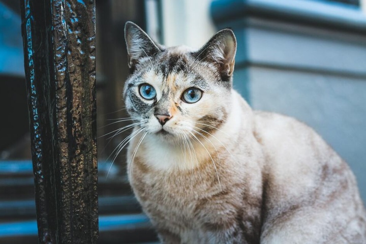 Hauskatzen neigen schnell zu Übergewicht, weil Bewegung fehlt.