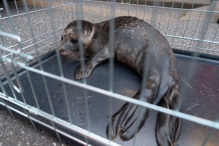 In einer Transportbox wurde die junge Robbe in das Tierheim gebracht.