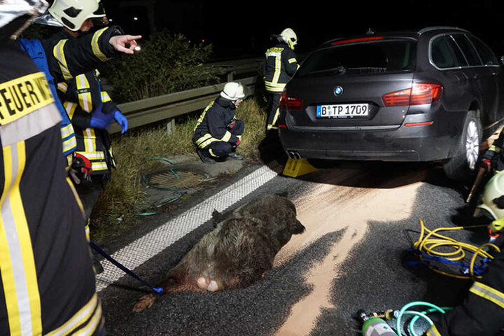 Die Feuerwehr musste den BMW vorsichtig anheben, um das Wildschwein zu bergen.
