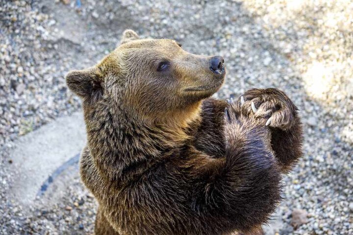 "Mach schmuck!": Braunbär Benno hört Angela Mierau aufs Wort. Bei diesem Kommando stellt er sich auf die Hinterbeine und "faltet" die Tatzen. Für dieses Kunststückchen bekommt er ein Leckerli. Die Pflegerin: "Die Bären sind schlau und wissbegierig. Sie wo
