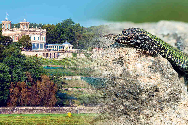 Eine Legende rankt sich darum, wie die Tiere nach Dresden kamen.