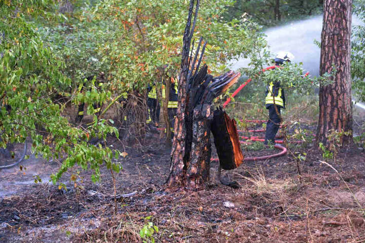 Einige Bäume wurden durch das Feuer in Mitleidenschaft gezogen.