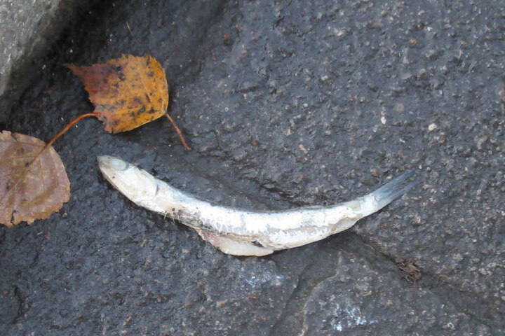 Ekelhaft: Eine Sardine liegt neben dem Stadtbach in Bad Saulgau.