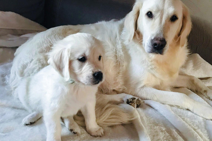 Der inzwischen weiße Hund "Mojito" sitzt vor seiner Mutter "Melody".
