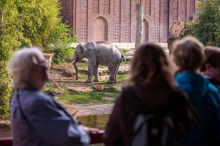 Der Elefant ließ sich von den vielen Schaulustigen nicht von seiner Geburtstags-Leckerei ablenken.
