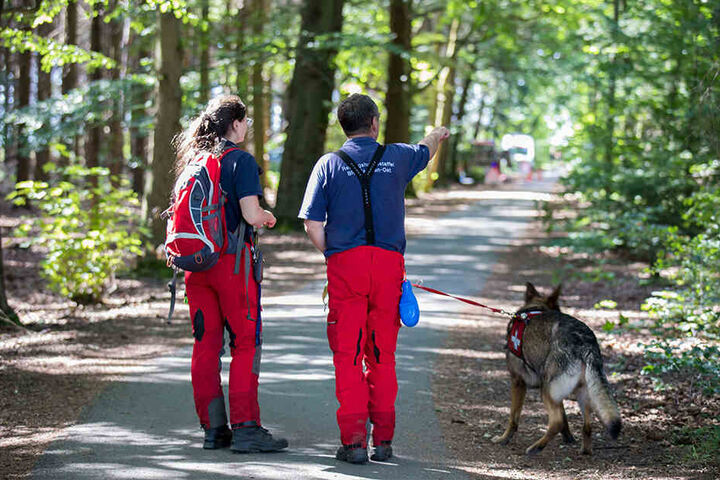 Einer von mehreren Flächensuchhunden läuft mit seinem Team ein Waldstück ab.