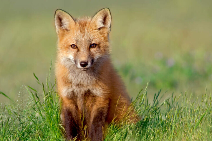 Der Fuchs überstand die Fahrt nahezu unverletzt. (Symbolbild)
