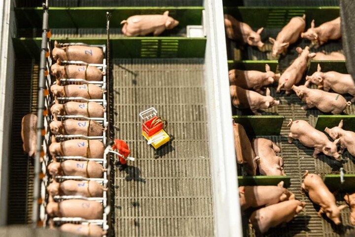 Ein Modell in der Ausstellung "Sauwohl" zeigt indsutrielle Schweinemast nach gesetzlichen Mindeststandards.