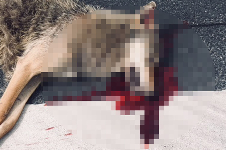 Der Wolf erlag seinen Verletzungen, noch bevor die alarmierte Polizei eintraf.