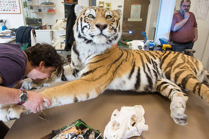 So sieht der präparierte Tiger fast fertig aus.