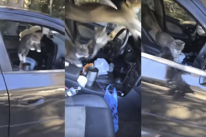 Insgesamt fünf Katzen sprangen wie wild im Auto umher.