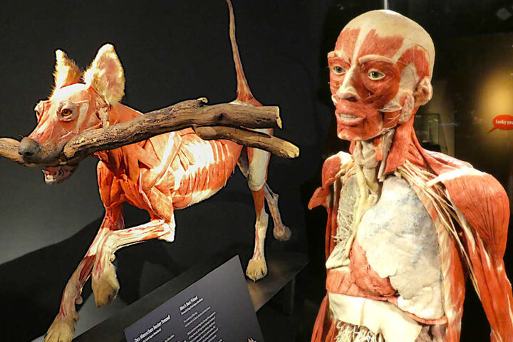 Im "MeMu" werden plastinierte Tiere und Menschen gezeigt.